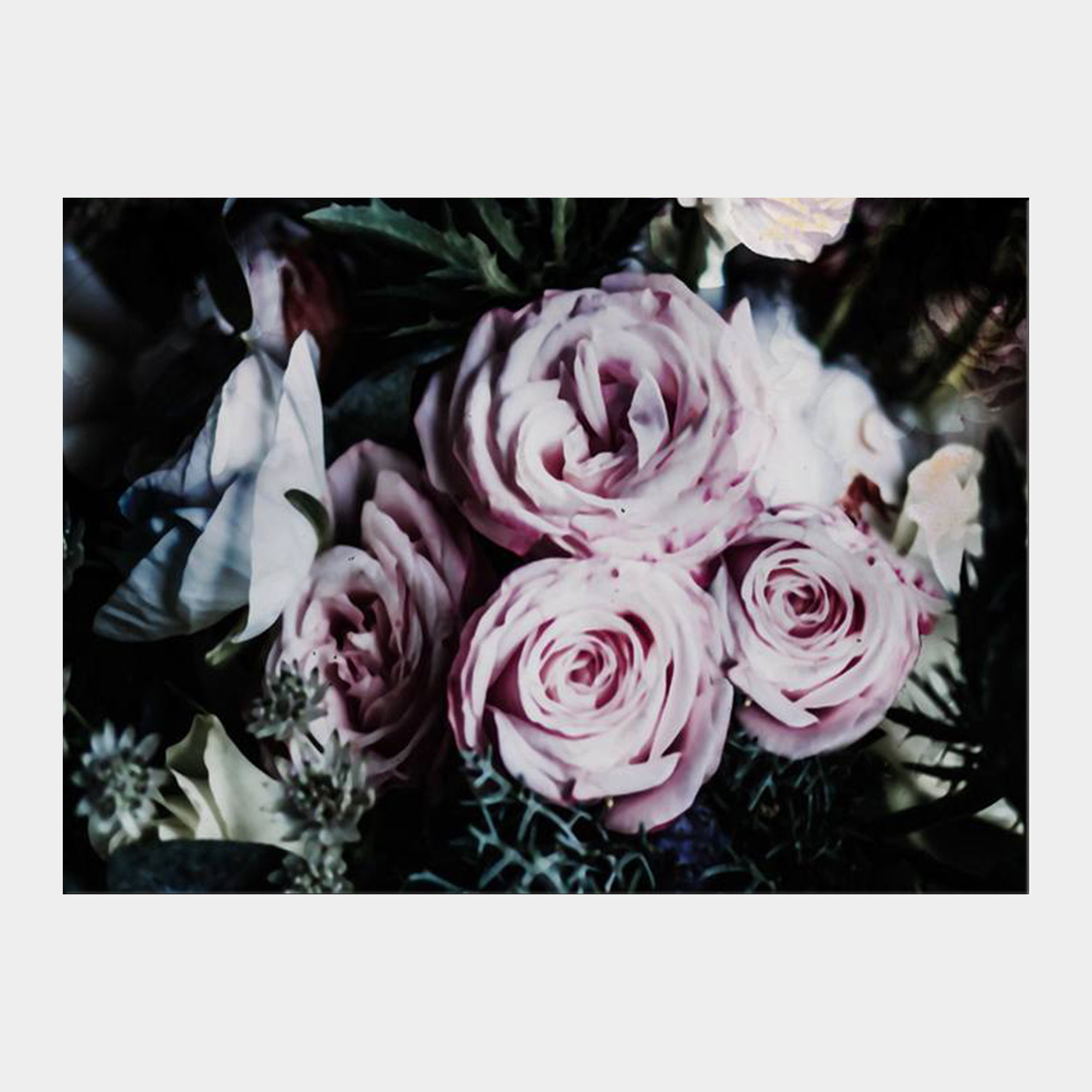 Darkness_Roses_Front_Grey_NF