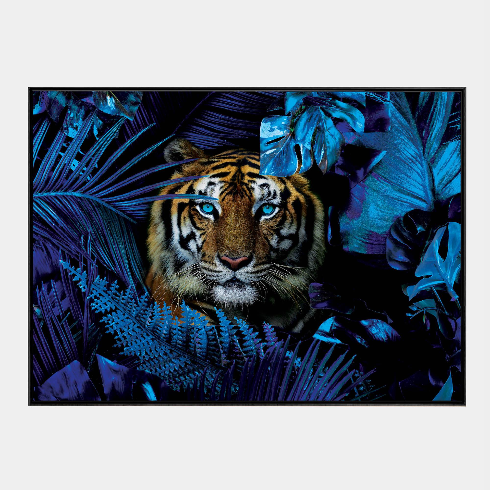 Blue Jungle Tiger-Front-Black-Boxed-G