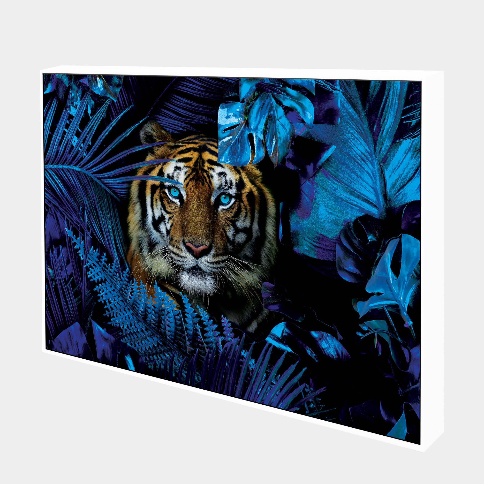 Blue Jungle Tiger-Side-White-Boxed-G