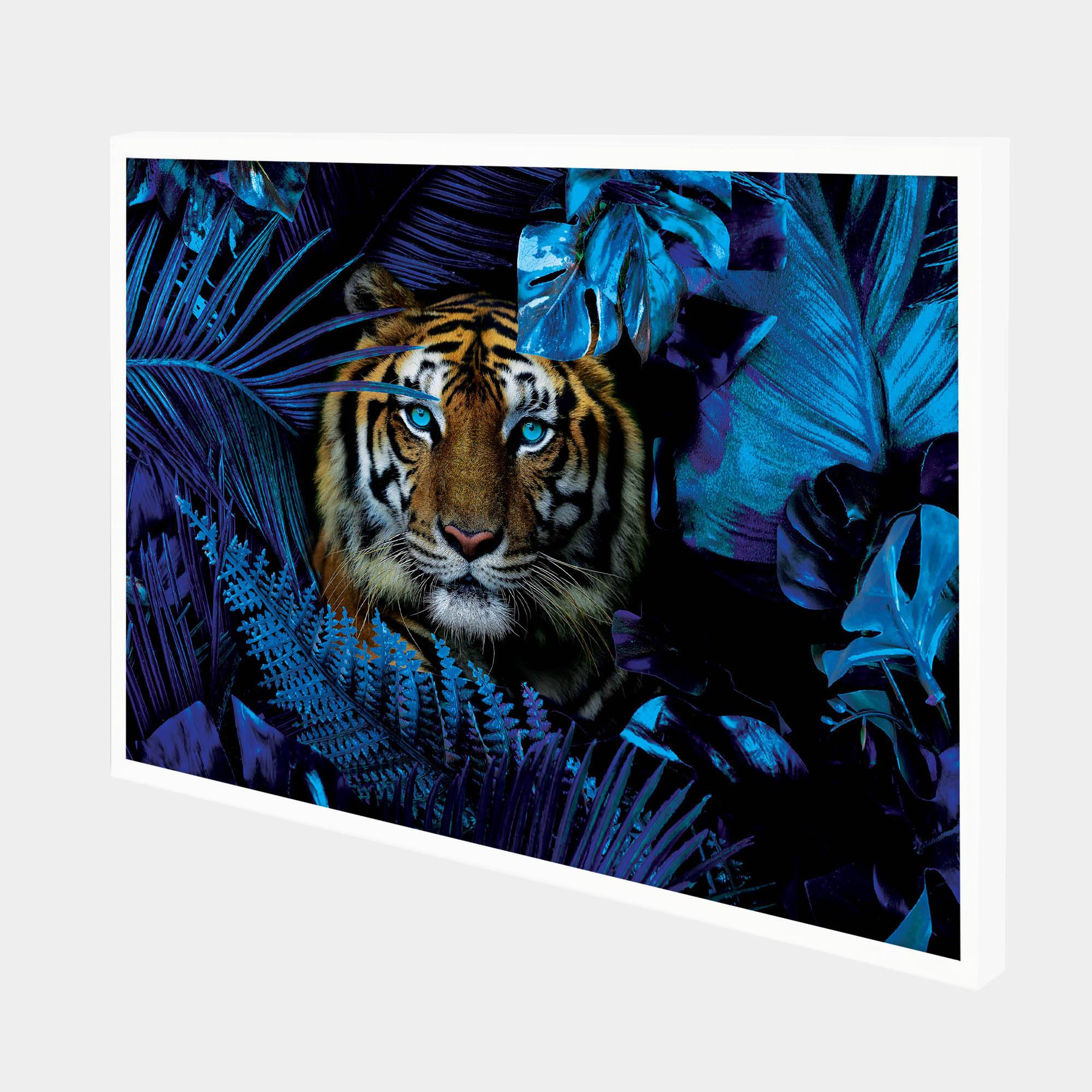 Blue Jungle Tiger-Side-White-G
