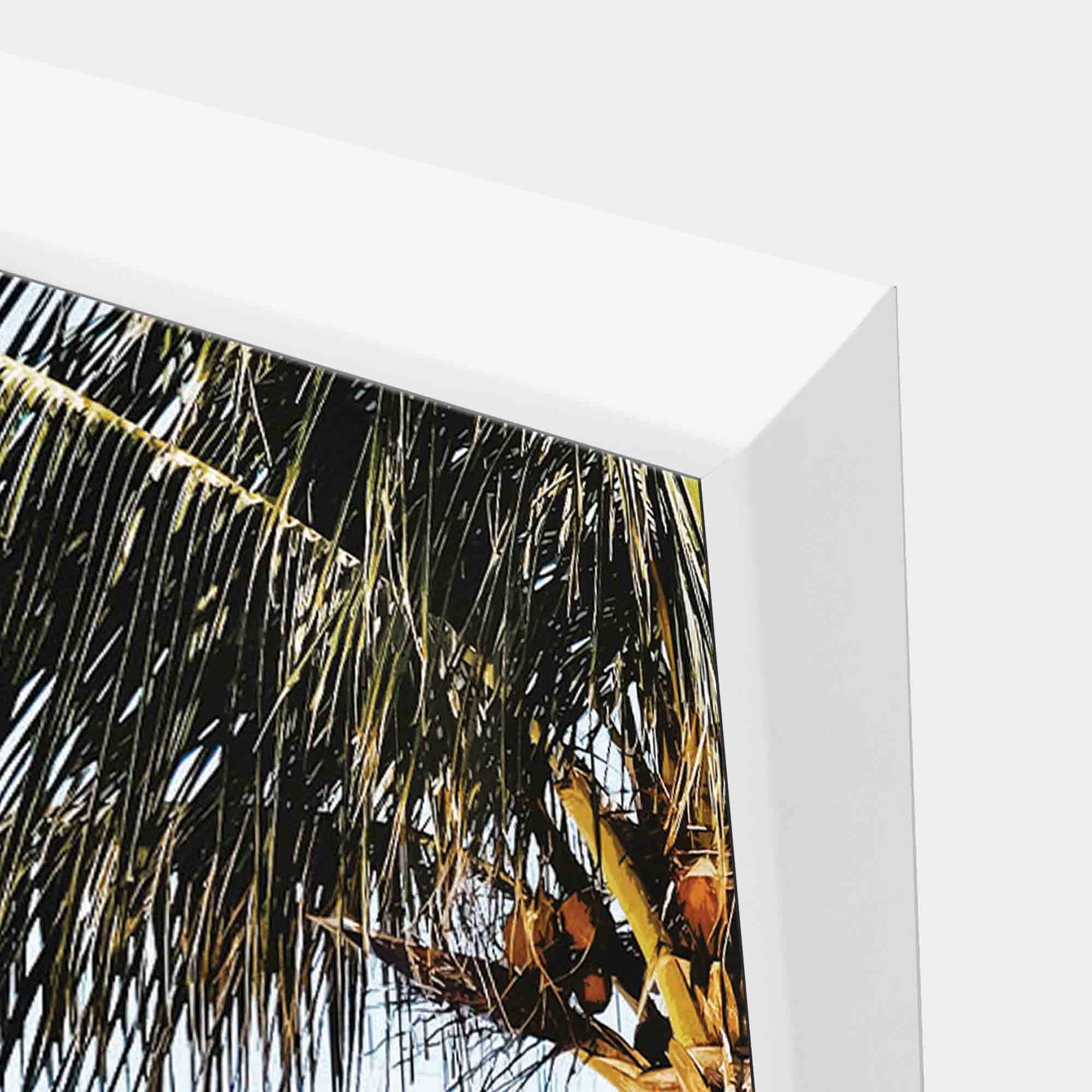 Cuban-tiger-corner-wht-g