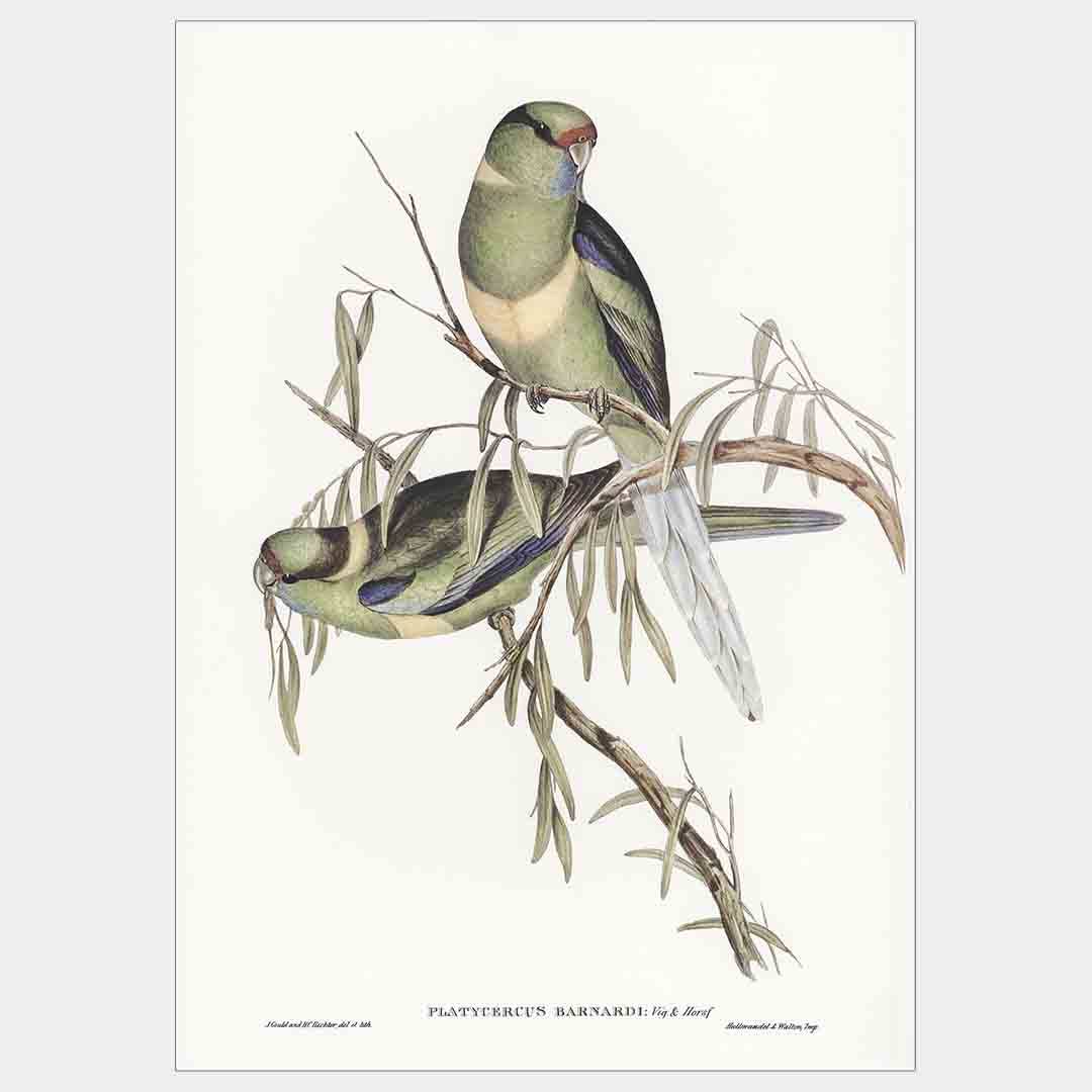 Sage-parrakeets-front-g