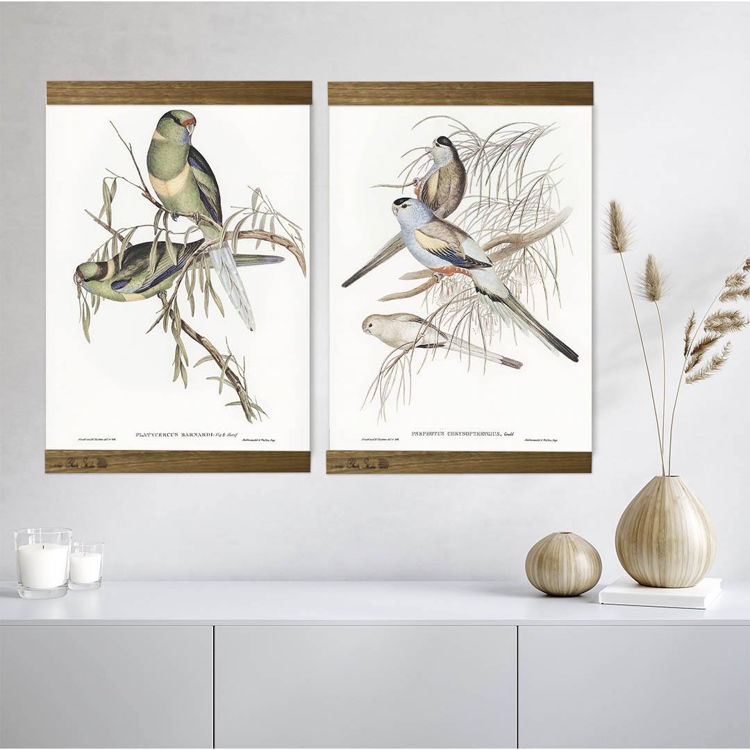 Sage-parrakeets&budgies-brunette-room