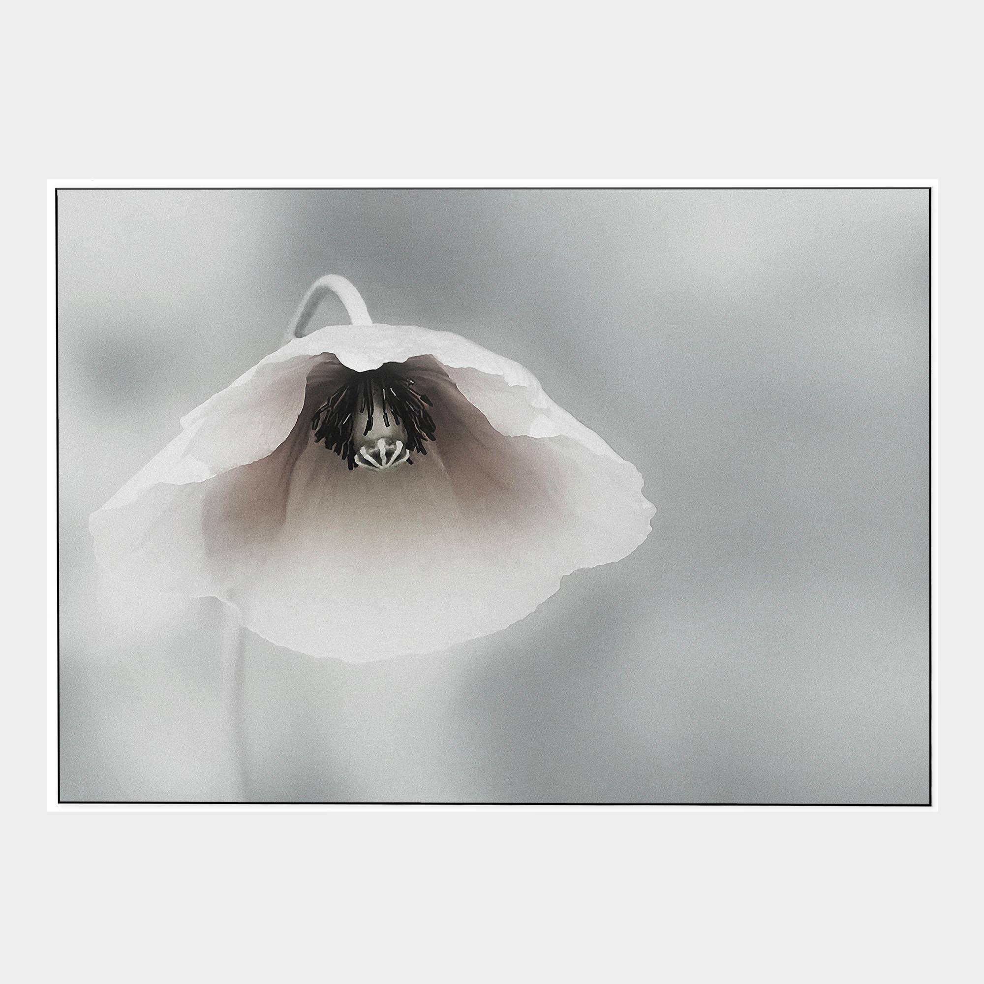 Piet-Front-White-Boxed-G
